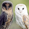 treow: ((melanistic) barnowls)