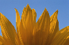 kaisa: (Yellow flower)