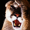 shadowcat: ([Animal] Mountain Lion *facepalm*)