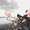 wild_shadows: (rain flowers)