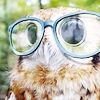 puchuupoet: (hipster owl is better than you)