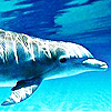 ext_823251: (Dolphin)