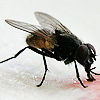 ext_823251: (Housefly)