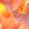 rosesinbloom: snapdragon petals (snapdragon)