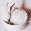 rainfall: A tiny bunny rabbit curled up in a cup. (bunny in a cup)