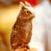 sushiflop: (owl; precious little angel.)