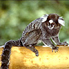 stars_and_money: ([plot] Animal: Marmoset.)