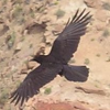 telegramsam: A flying raven (raven)