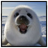 fyrdrakken: (Seal - smiling)