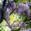 lilachigh: (Default)