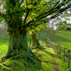 archaeologist_d: (Merlin's tree)