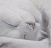 mogget_cat: (c-sweetness and light)