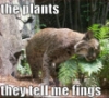 felis_lupus: (plant kitteh)