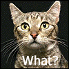 sweetmeow: (WHAT???)