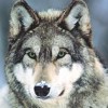 wolfie74: wolf in snow (real wolf)