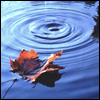 winding_path: (Leaf in the Water)