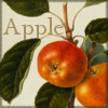 damned_colonial: An apple (the fruit) (apple)