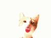 tairako: (kittylick!)