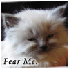 fairlight: this is my kitten but he is much bigger now (fearful kitten)