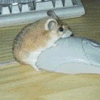 namey: (mouse hump mouse)