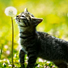 without_me: (kitten dandelion crooked_halo8)