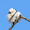 sparkle: (tiny fat bird)