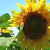 disarm: sunflower (sunflower)