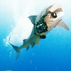 ext_115: great white shark making off with an underwater camera (silly)