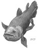 redbird: drawing of a coelacanth (coelacanth)