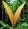 redbird: a butterfly, wings folded, resembling the letter V (letter v)