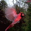 redbird: a male cardinal in flight (cardinal)