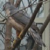 redbird: a Cooper's hawk sitting on a branch (sitting hawk)