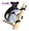 redbird: Picture of an indri, a kind of lemur, the word "Look!" (links)