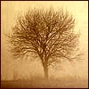 nightowl: A sepia-toned tree with no leaves. (The somber icon)