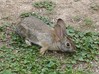 ellarien: rabbit (wildlife)