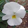ellarien: white pansy (white pansy)