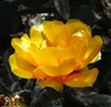 ellarien: Yellow cactus flower (golden)