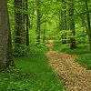 mererid: Photo of a path through the forest (pic#223344)