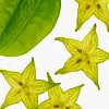mererid: Slices of starfruit (Starfruit)