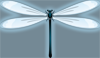 skyedancer: electric dragonfly (dragonfly)