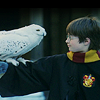 fromacupboard: (Idk my bff Hedwig?)