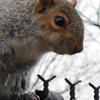 squirrelyknight: (11 | (facing obstacles))