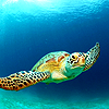 ext_387179: A sea turtle swimming (Persona / annoyed Naoto)