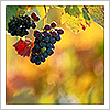 wintercreek: Grapes on a vine. ([misc] home in the vineyard)
