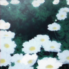 glorious: A field of white flowers in bloom (❀ selenias)
