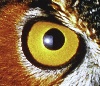 greymalkin: Close up of an owl's eye (Default)