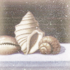 septentrion: (coquillages)