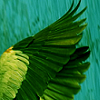 theunsmiling: (1 Wings)