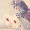 virginiahotchner: Gorgeous kitten playing with two pink flowers. (flowers, kitten, pink)