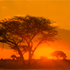 one_man_army: ([stock: african sunrise])